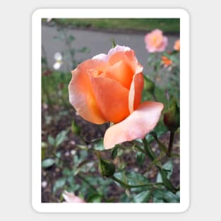 Peach Rosebud Sticker